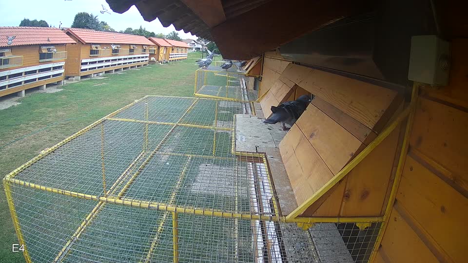 Pigeon Arrival Image For Race Race 3
