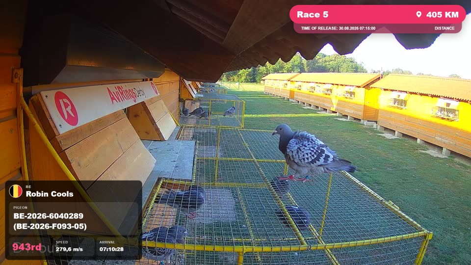 Pigeon Arrival Image For Race Race 5