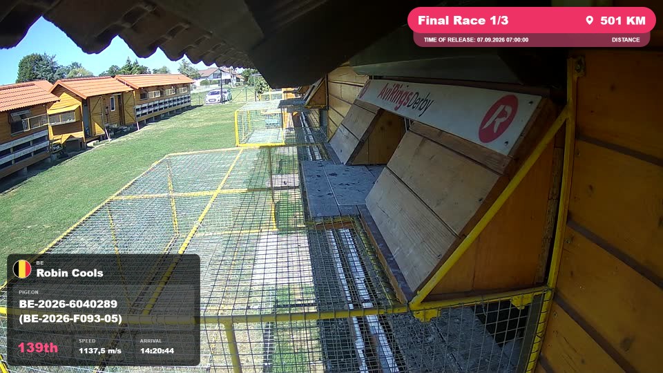 Pigeon Arrival Image For Race Final Race 1/3