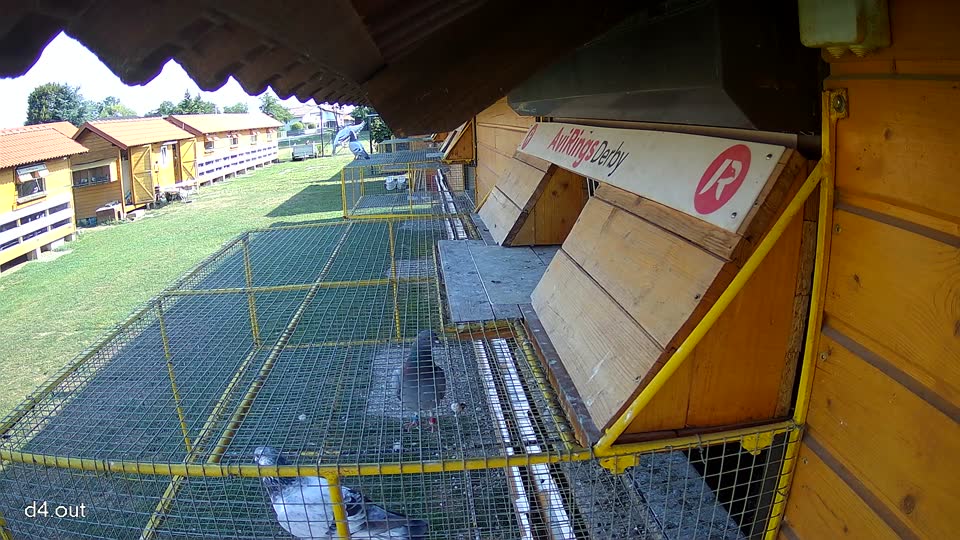 Pigeon Arrival Image For Race Race 1