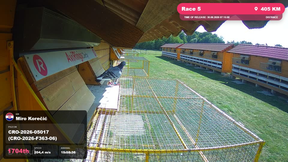 Pigeon Arrival Image For Race Race 5