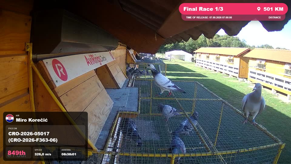 Pigeon Arrival Image For Race Final Race 1/3