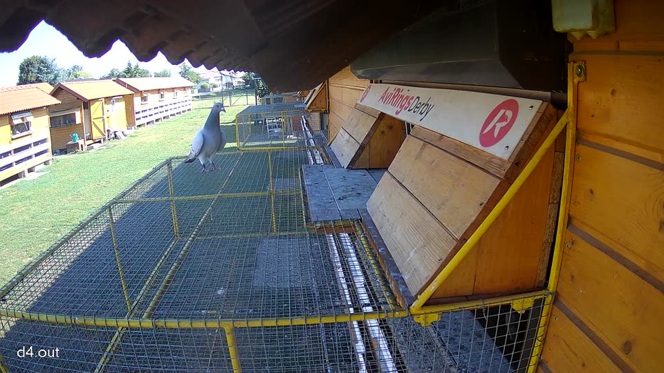 Pigeon Arrival Image For Race Race 2