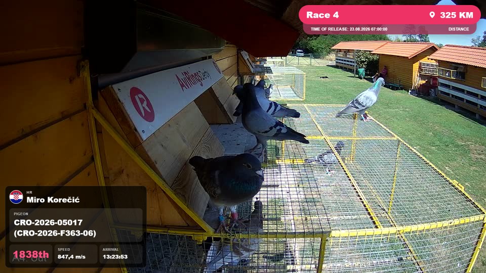 Pigeon Arrival Image For Race Race 4