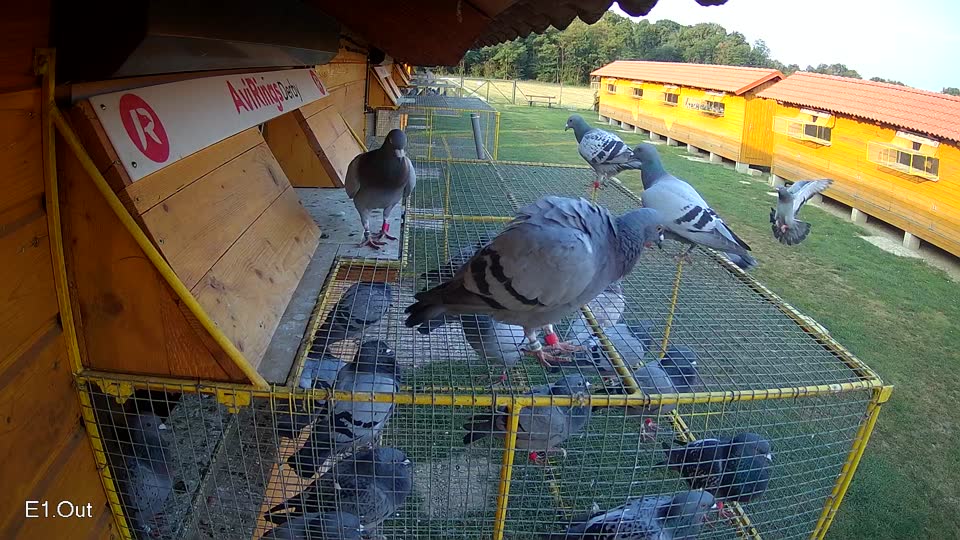 Pigeon Arrival Image For Race Race 4