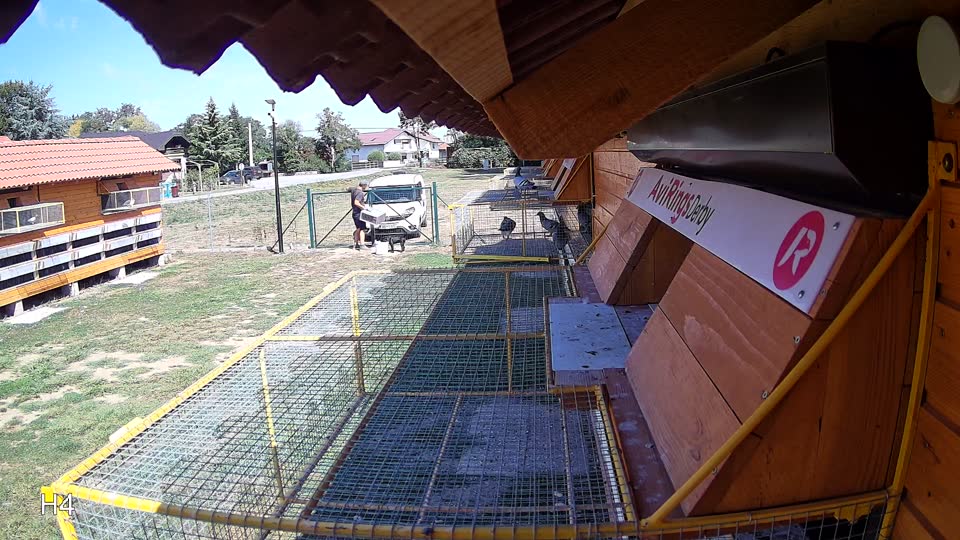 Pigeon Arrival Image For Race Race 5