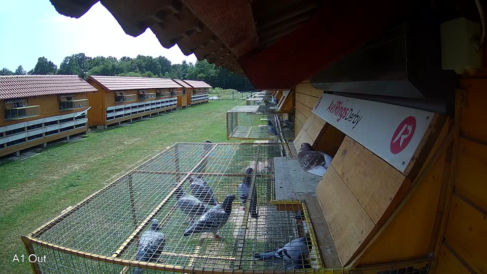 Pigeon Arrival Image For Race Race 3