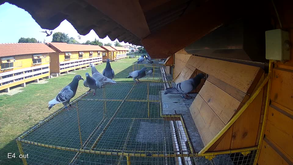 Pigeon Arrival Image For Race Race 1