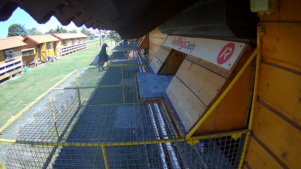 Pigeon Arrival Image For Race Race 3