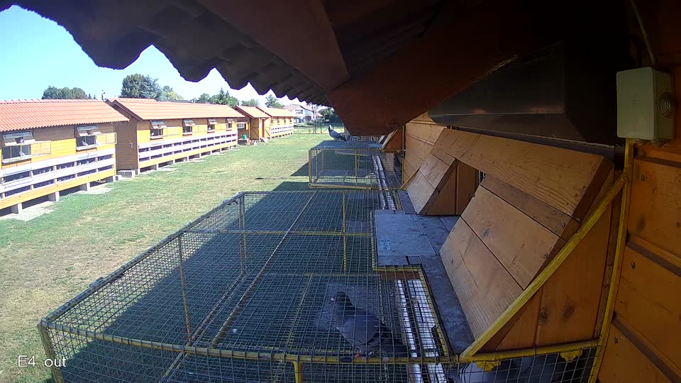 Pigeon Arrival Image For Race Race 2
