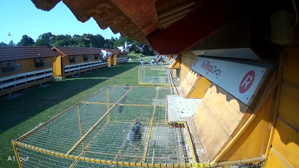 Pigeon Arrival Image For Race Race 1