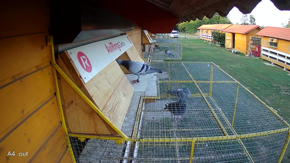 Pigeon Arrival Image For Race Race 5