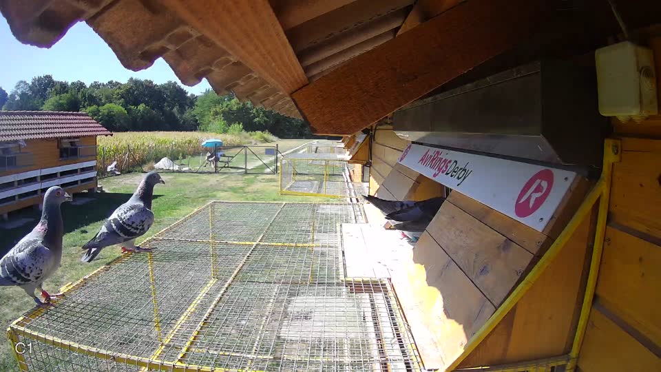 Pigeon Arrival Image For Race Race 3