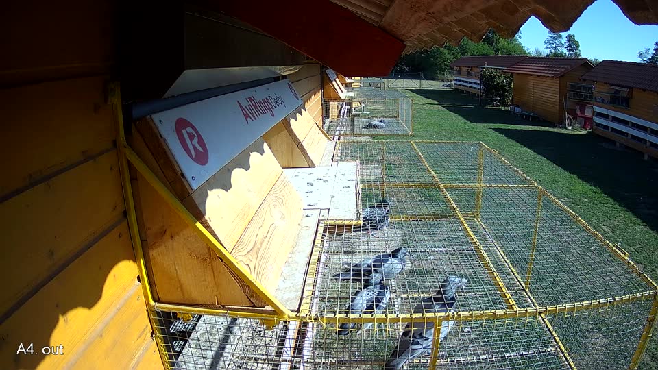 Pigeon Arrival Image For Race Final Race 1/3