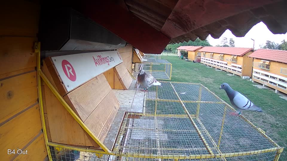 Pigeon Arrival Image For Race Race 4
