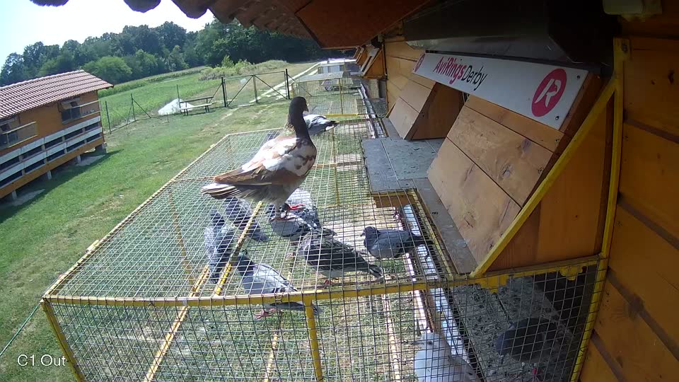 Pigeon Arrival Image For Race Race 4