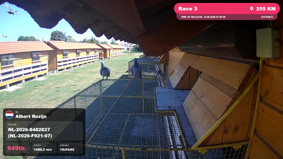 Pigeon Arrival Image For Race Race 3