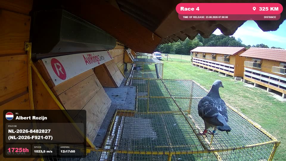 Pigeon Arrival Image For Race Race 4