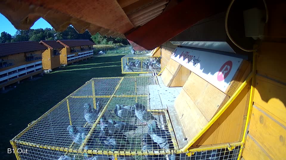Pigeon Arrival Image For Race Race 4
