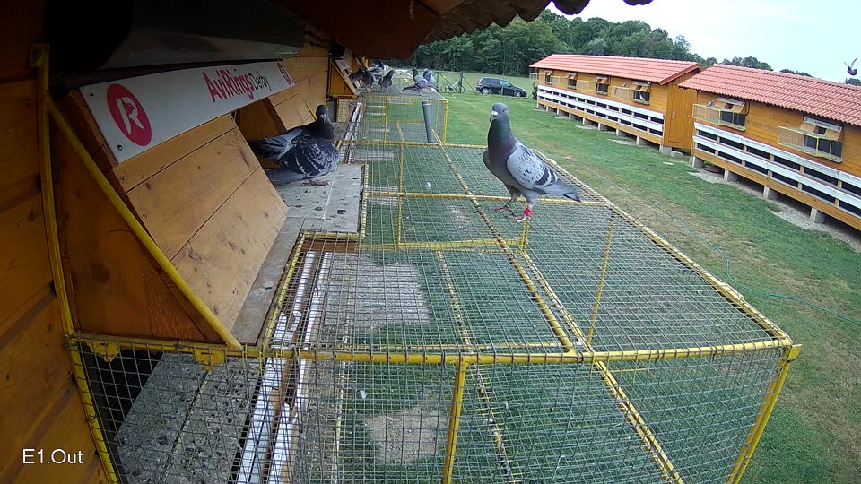 Pigeon Arrival Image For Race Race 3