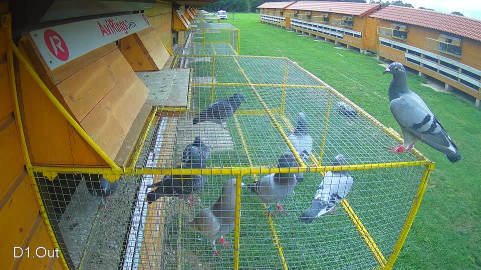 Pigeon Arrival Image For Race Final race 1