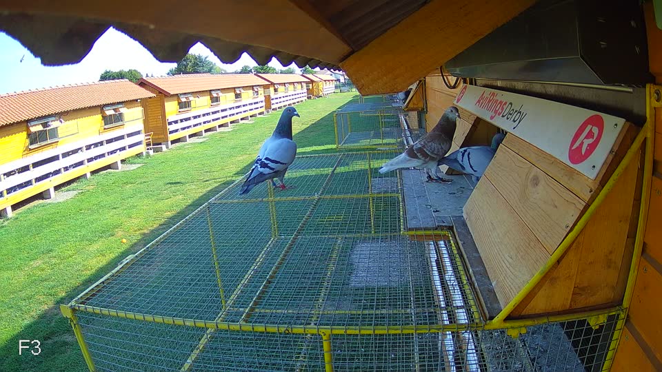 Pigeon Arrival Image For Race Race 1