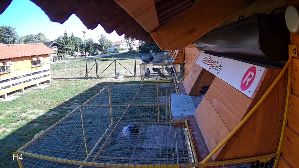 Pigeon Arrival Image For Race Race 5