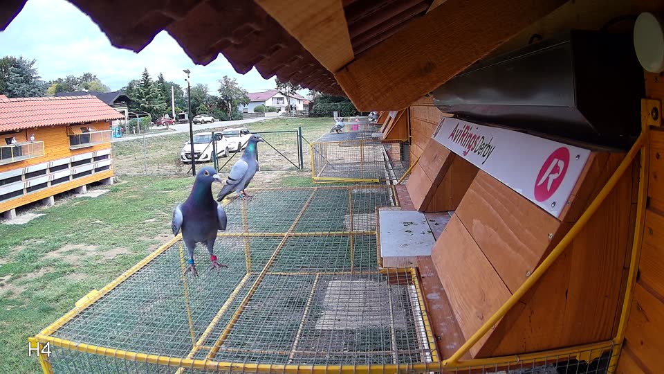 Pigeon Arrival Image For Race Race 4