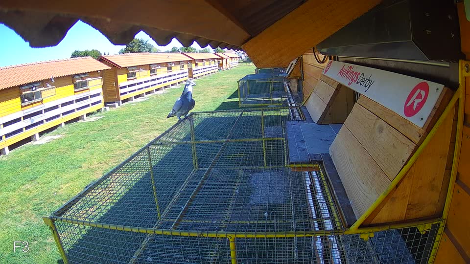 Pigeon Arrival Image For Race Race 3