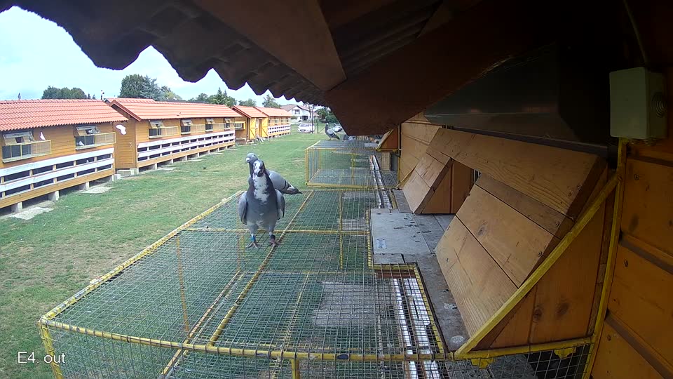 Pigeon Arrival Image For Race Race 4