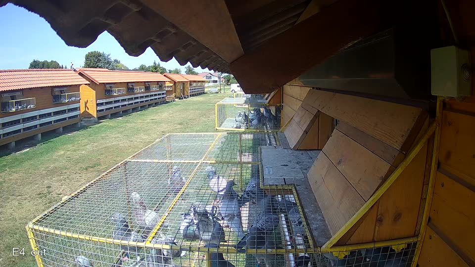 Pigeon Arrival Image For Race Race 1