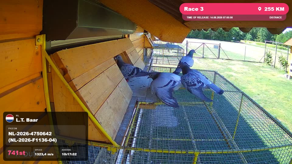 Pigeon Arrival Image For Race Race 3