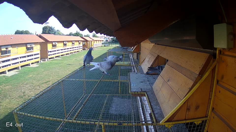 Pigeon Arrival Image For Race Race 1