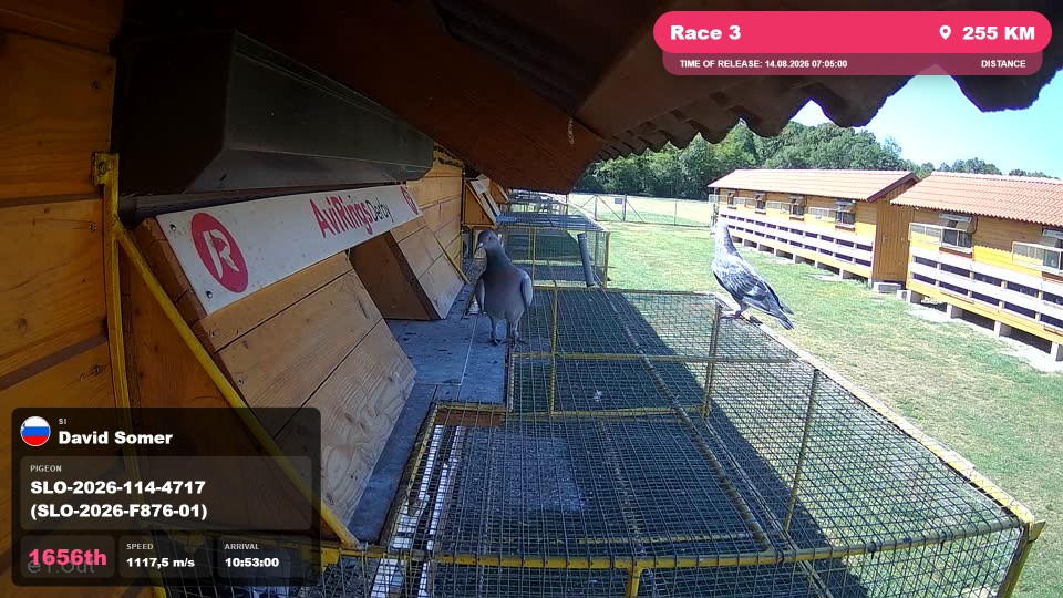 Pigeon Arrival Image For Race Race 3
