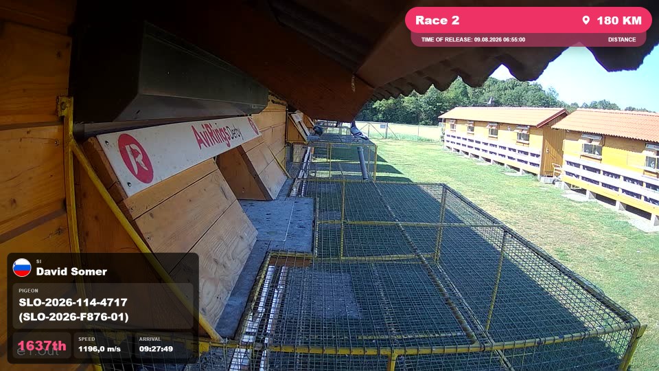 Pigeon Arrival Image For Race Race 2