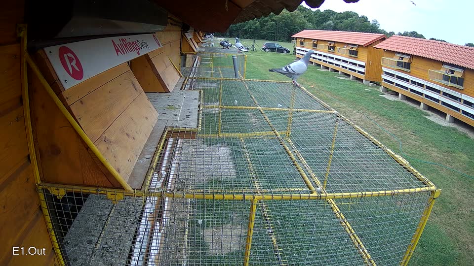 Pigeon Arrival Image For Race Race 3