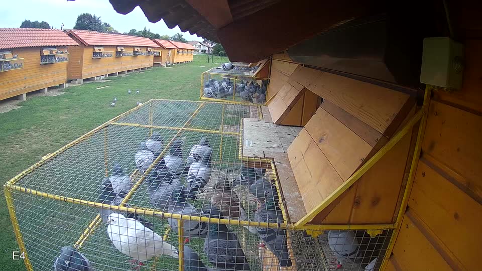 Pigeon Arrival Image For Race Race 2