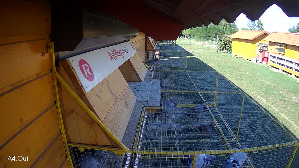 Pigeon Arrival Image For Race Race 5