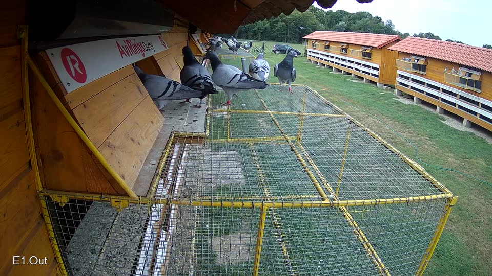Pigeon Arrival Image For Race Race 3