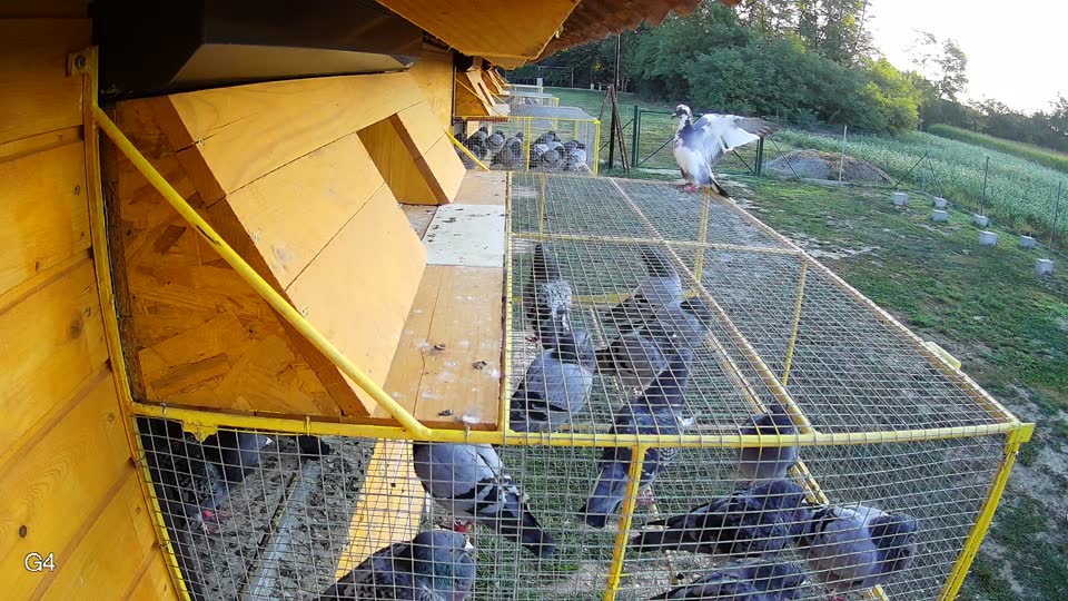 Pigeon Arrival Image For Race Race 5