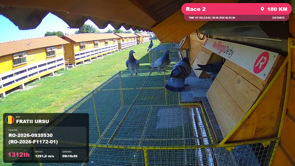 Pigeon Arrival Image For Race Race 2
