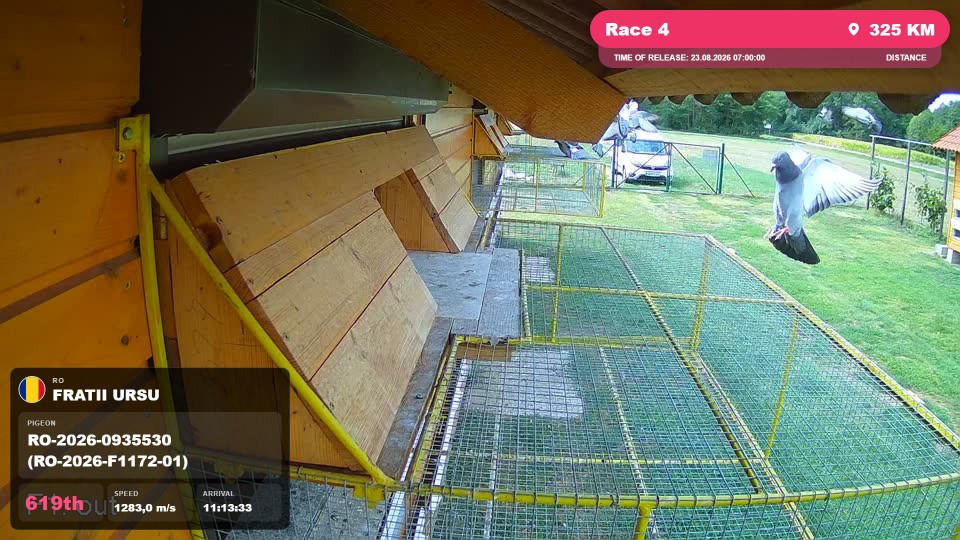 Pigeon Arrival Image For Race Race 4