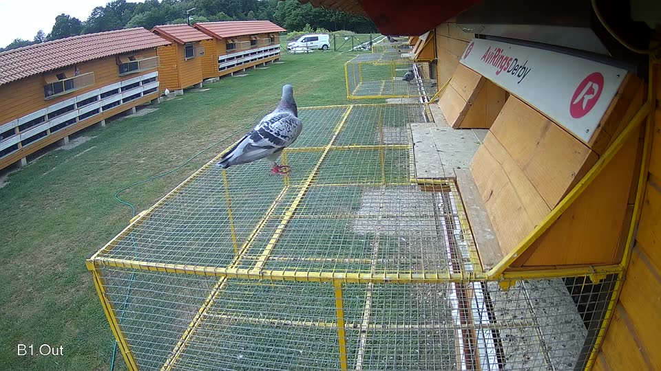 Pigeon Arrival Image For Race Race 3