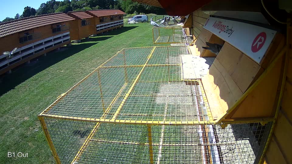 Pigeon Arrival Image For Race Race 2