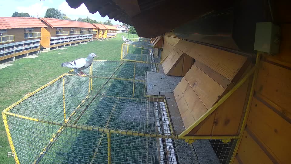 Pigeon Arrival Image For Race Race 6