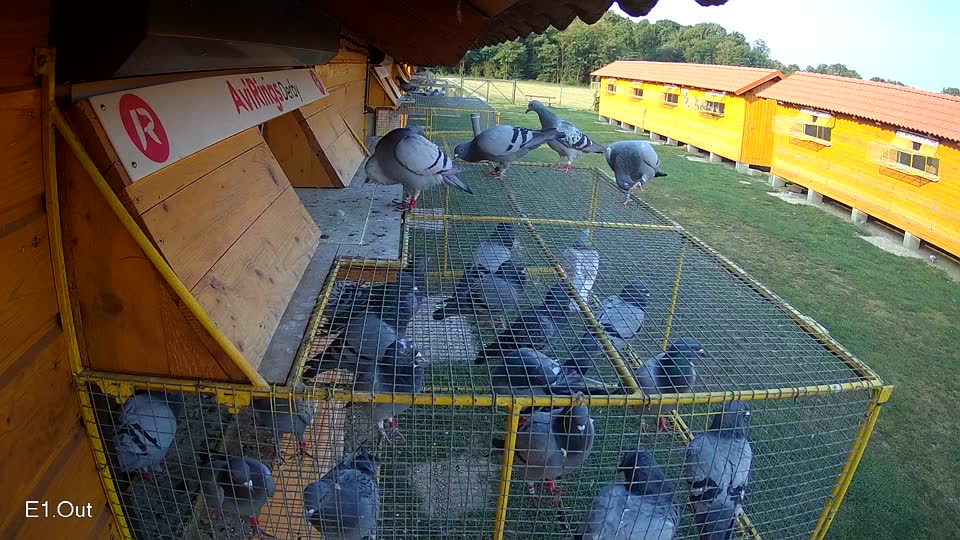 Pigeon Arrival Image For Race Race 4