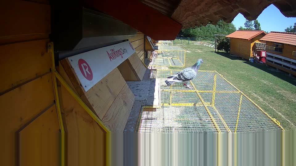 Pigeon Arrival Image For Race Race 5