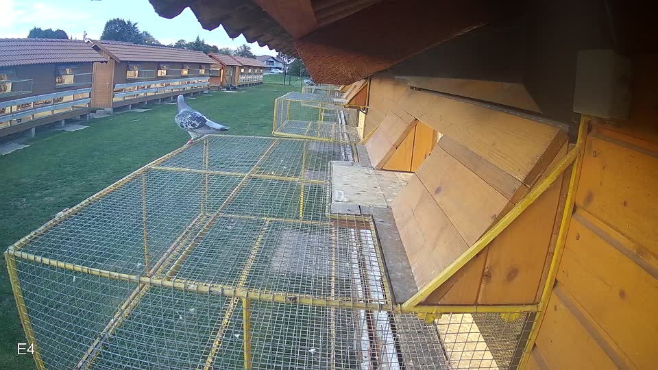 Pigeon Arrival Image For Race Final race 3