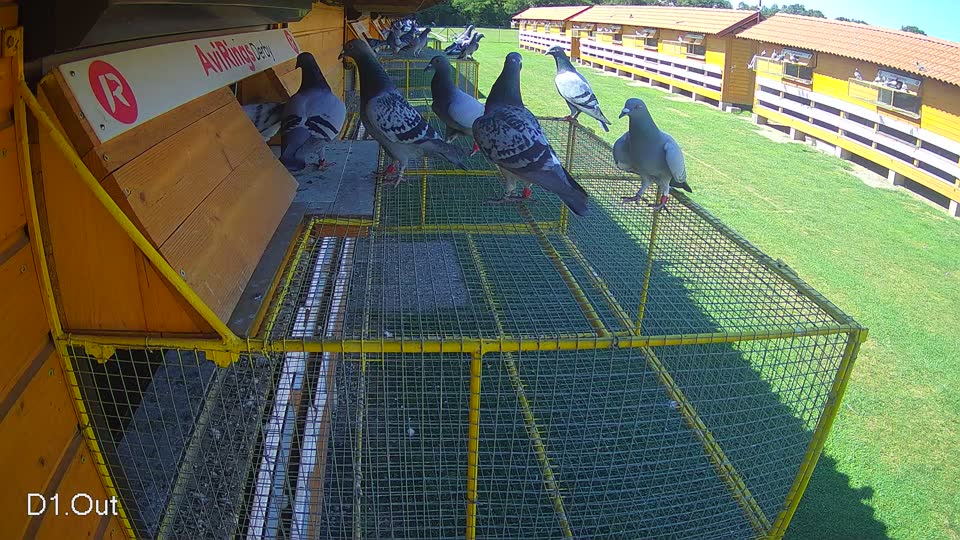 Pigeon Arrival Image For Race Race 2