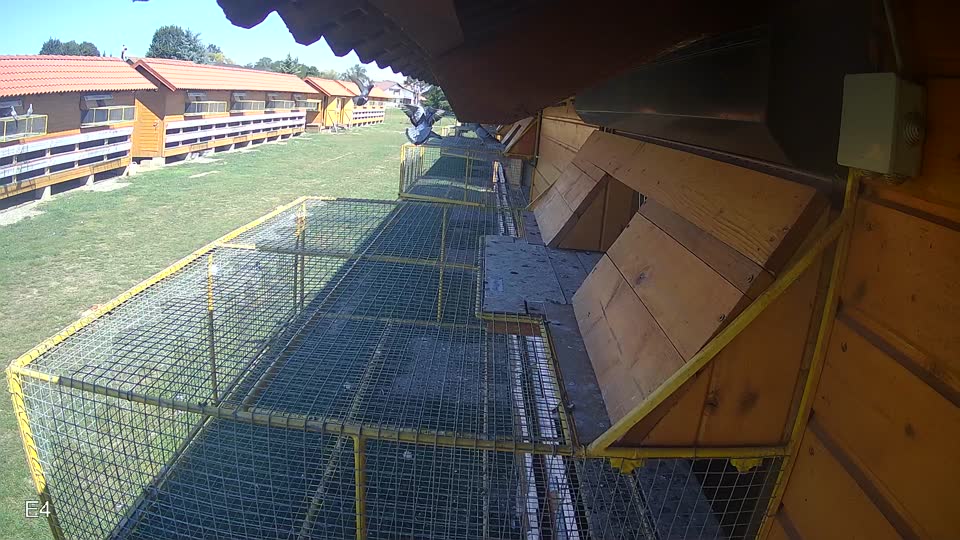 Pigeon Arrival Image For Race Race 5